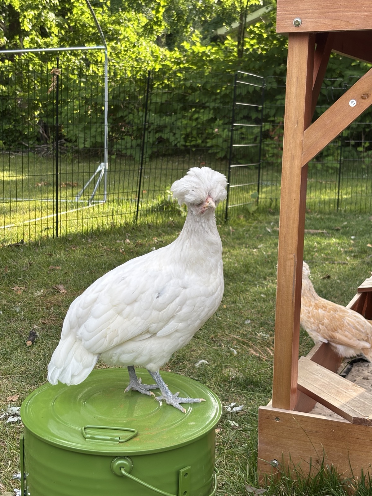White Silkie Bantam at Bewitched Bantams