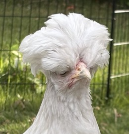 Bonnie's Bewitched Bantams